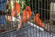 Un canario también puede ser el mejor amigo