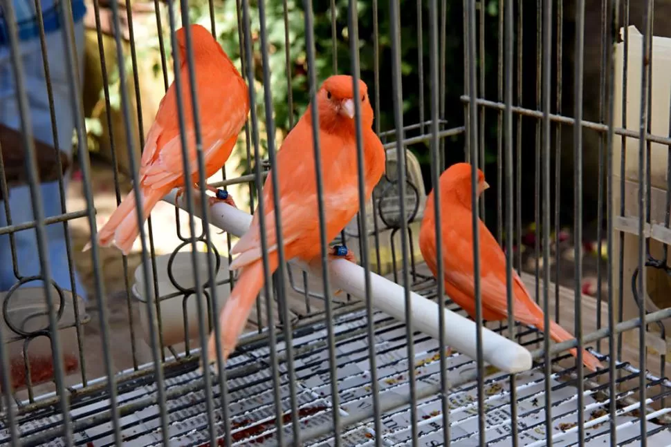 COLOR. Si bien se asocia los canarios principalmente con el amarillo, los hay de una infinidad de plumajes. LA GACETA / FOTOS DE JOSÉ NUNO.-