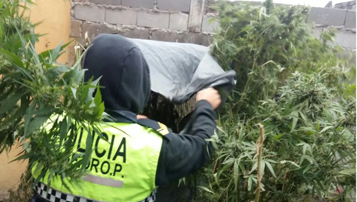 Las plantas de marihuana tenían más de dos metros de altura. FOTO GENTILEZA POLICÍA DE TUCUMÁN