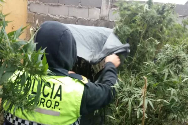 Secuestraron siete plantas de marihuana y flores en una casa de Aguilares