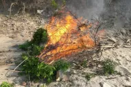 La lucha contra el HLB debe ser sin descanso