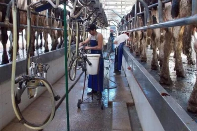 Argentina lidera la suba de producción de leche, pero pierde dinero