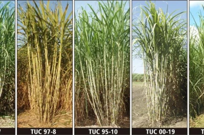 Apuestan a que el área cañera de Tucumán se convierta en un ecosistema más sustentable