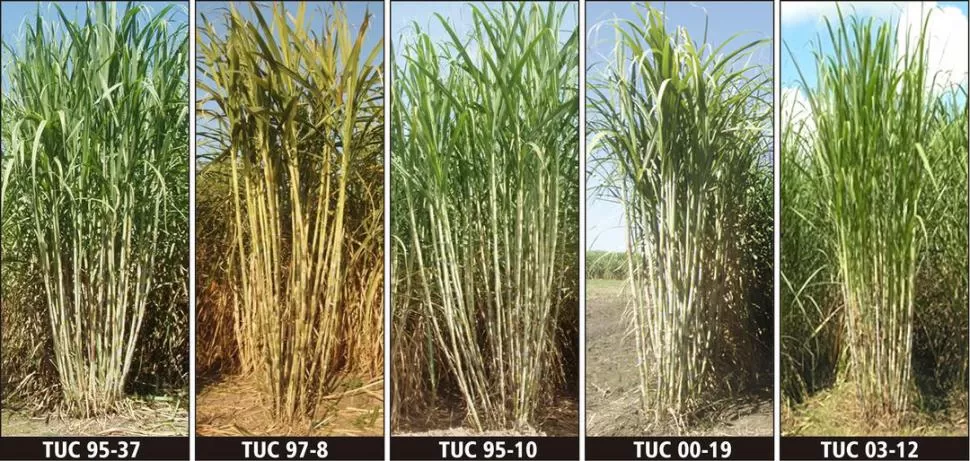 FIGURA 3. Cepas de las variedades de caña TUC95-37, TUC95-10, TUC97-8, TUC00-19 y TUC03-12, implantadas en el área cañera de Tucumán. 