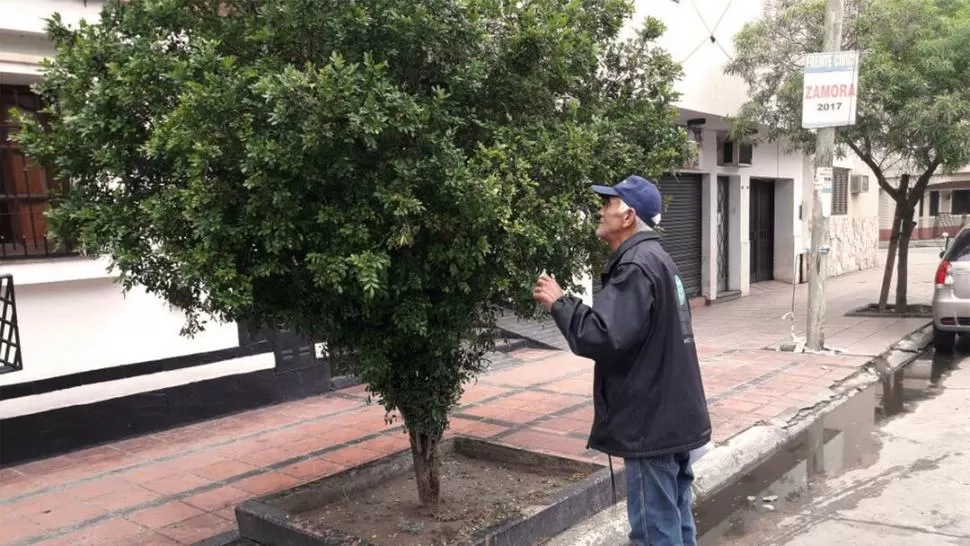 EN LA BANDA. Se siguen inspeccionando plantas de Murraya paniculata. 