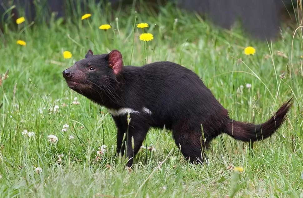 Intentan salvar al demonio de Tasmania