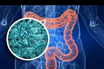 Las bacterias del intestino benefician al cerebro