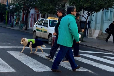 Murió Azul, el perrito que caminaba uniformado por el centro