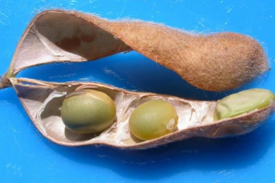 En el este tucumano caen los rendimientos