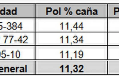 El cañaveral tucumano presenta un ligero retraso madurativo, según la Estación Experimental