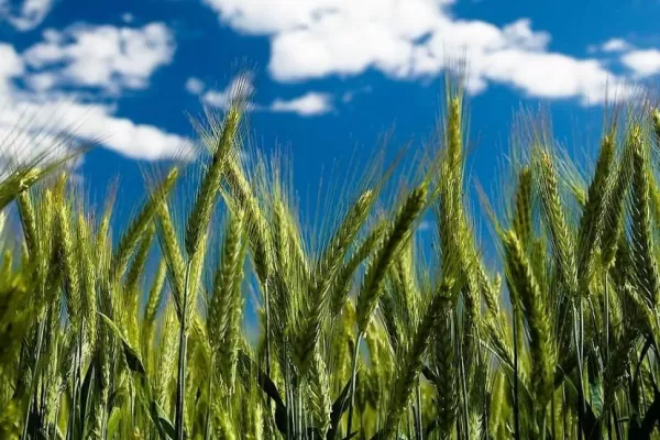 Los agricultores apostarán más al trigo