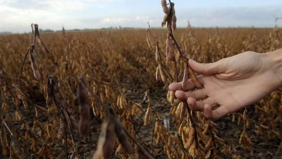 LOS DAÑOS. Las vainas muestran el efecto que tuvo la falta de agua en los momentos críticos de crecimiento. 