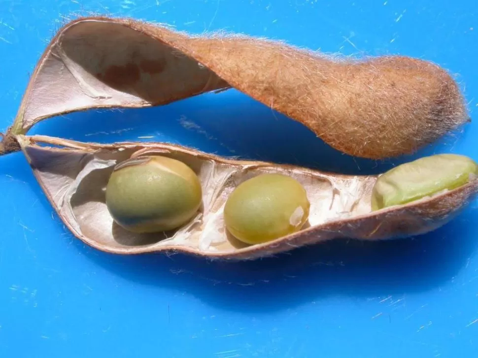 ESTADO. Vainas y granos limpios. 