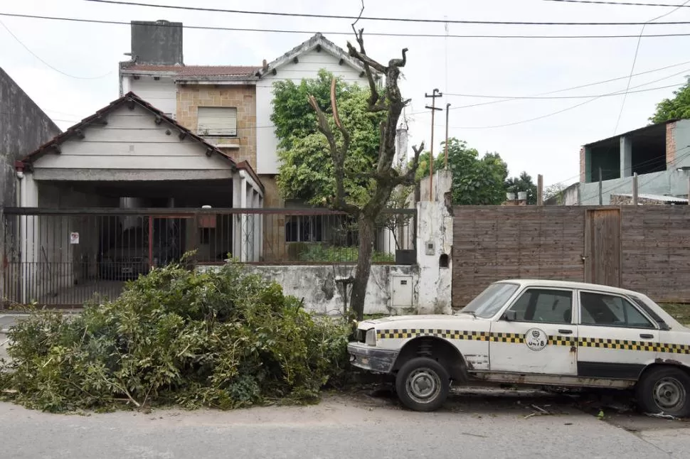 BUENOS AIRES AL 1.200. Hace dos semanas podaron ilegalmente los árboles de la cuadra: quedaron pelados. LA GACETA / FOTO DE ANALÍA JARAMILLO.