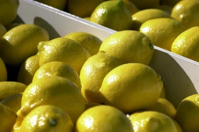 Los limones tucumanos ingresaron a EEUU