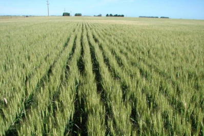 El trigo revive las esperanzas de los productores
