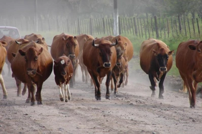 Hay que incorporar la genética del Bovino Criollo