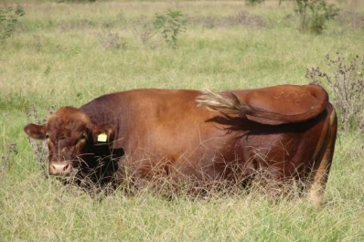 La raza criolla aporta más rusticidad