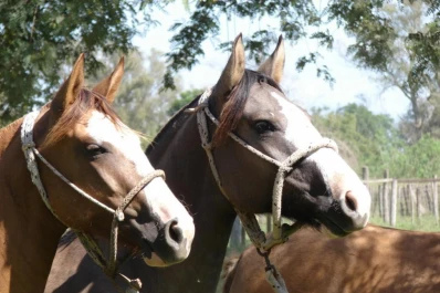 Exitoso remate de los equinos criollos