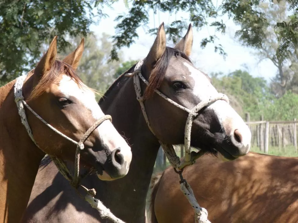 BUENA RESPUESTA. Los caballos criollos son elegidos por su calidad genética.  