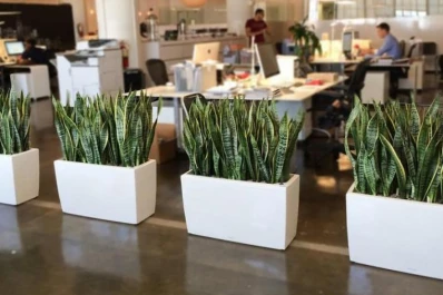 Claves para que la energía de las plantas llenen de armonía tu casa