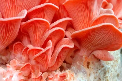 Especialistas del Conicet enseñarán cómo cultivar hongos comestibles en tu casa