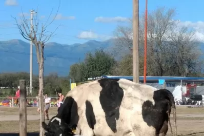 El sector de la lechería hace equilibrio entre impuestos, granos y dólar