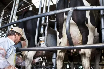 La lechería tiene un gran potencial productivo