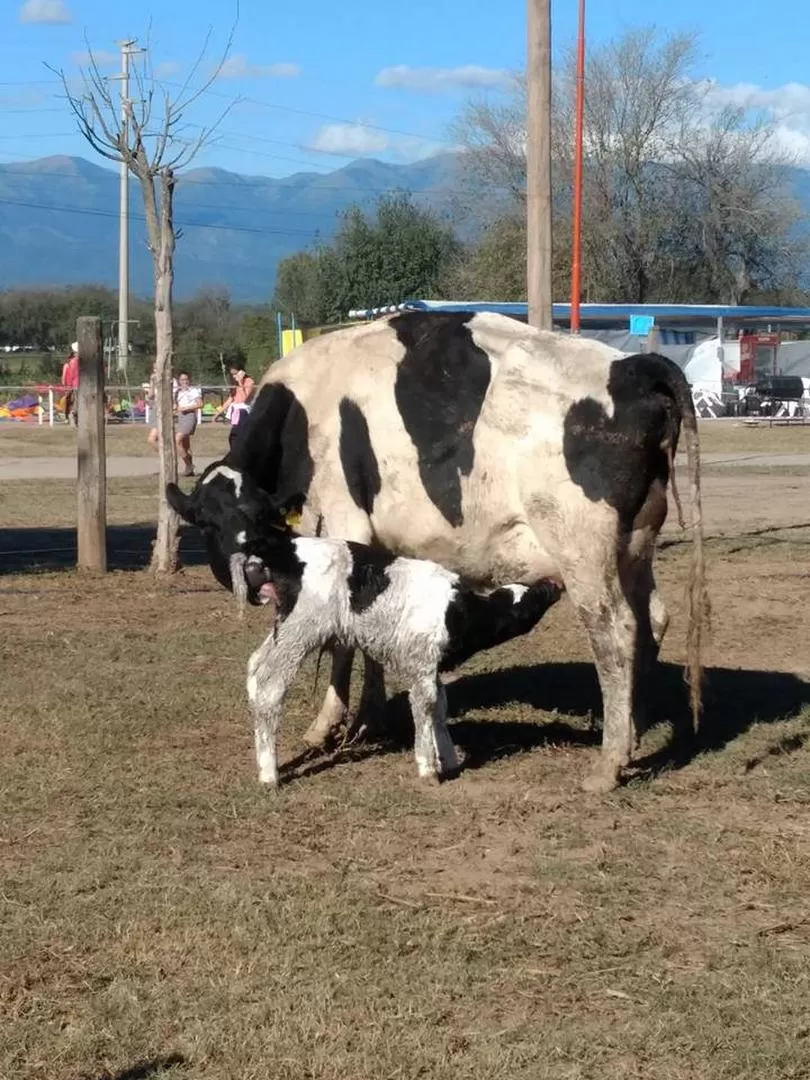 FAMILIA. Un ternero se alimenta al pie de su madre durante la muestra. 