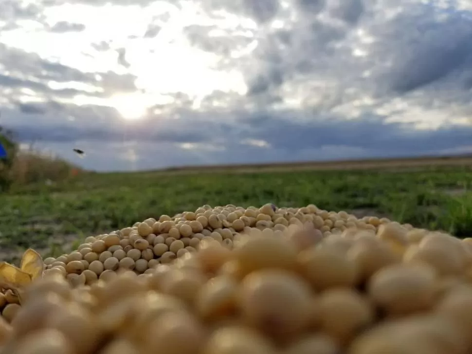 DETERMINANTE. El comportamiento del factor climático durante el desarrollo de la planta, define muchas de las características que tendrán los granos cuando sean cosechados de las parcelas. 