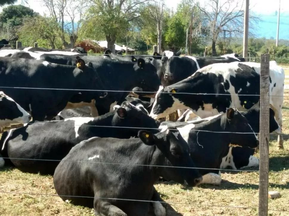 EN TRANCAS. Ejemplares Holando Argentino descansan en los corrales.  