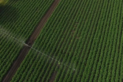 En Tucumán se sembraron 199.377 hectáreas de soja