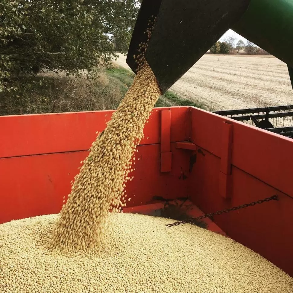 TRILLA. La calidad del grano, en general, es muy buena; sólo se dieron algunos ataques de picudo. 