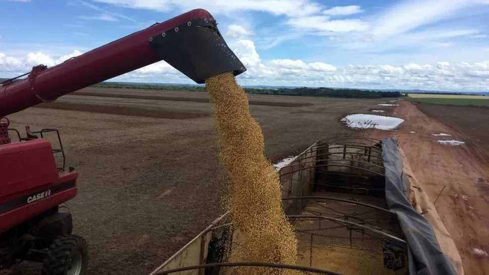 EN PROBLEMAS. Las lluvias han afectado no sólo la calidad, sino también la cantidad de la soja cultivada. reuters