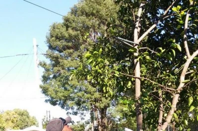 Erradicaron plantas con HLB en Ituzaingó, Corrientes