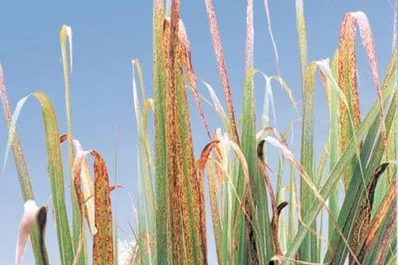 Buscan las soluciones entre nuevas variedades y el aporte biotecnológico