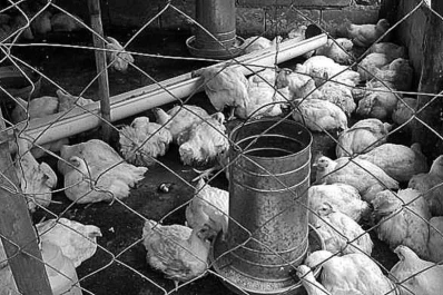 Asesorados por el INTA, producen y venden pollos