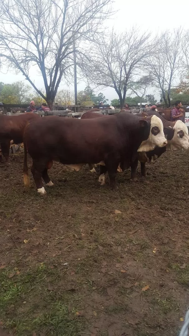 A CORRAL. La Asunción obtuvo el Toro Reservado Campeón Conjunto. GENTILEZA LA ASUNCIÓN