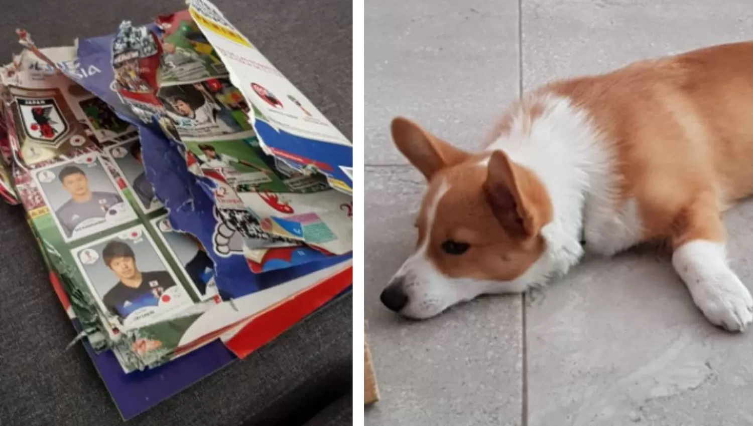 El perro le comió el álbum de figuritas que estaba a punto de completar