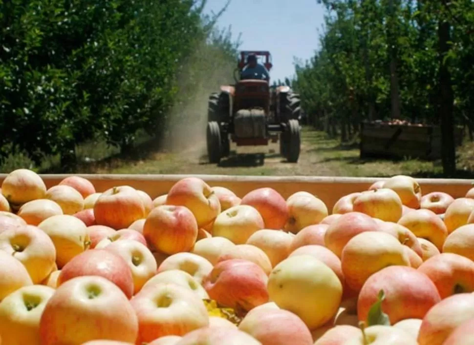 BENEFICIARIOS. La producción de manzanas será alcanzada por el programa. 