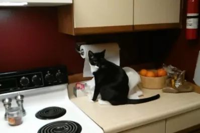 Un gato se quemó la cola con la hornalla, corrió a refugiarse bajo la cama y provocó un incendio