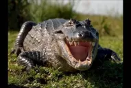 Qué características tiene el caimán que encontró refugio en Tucumán