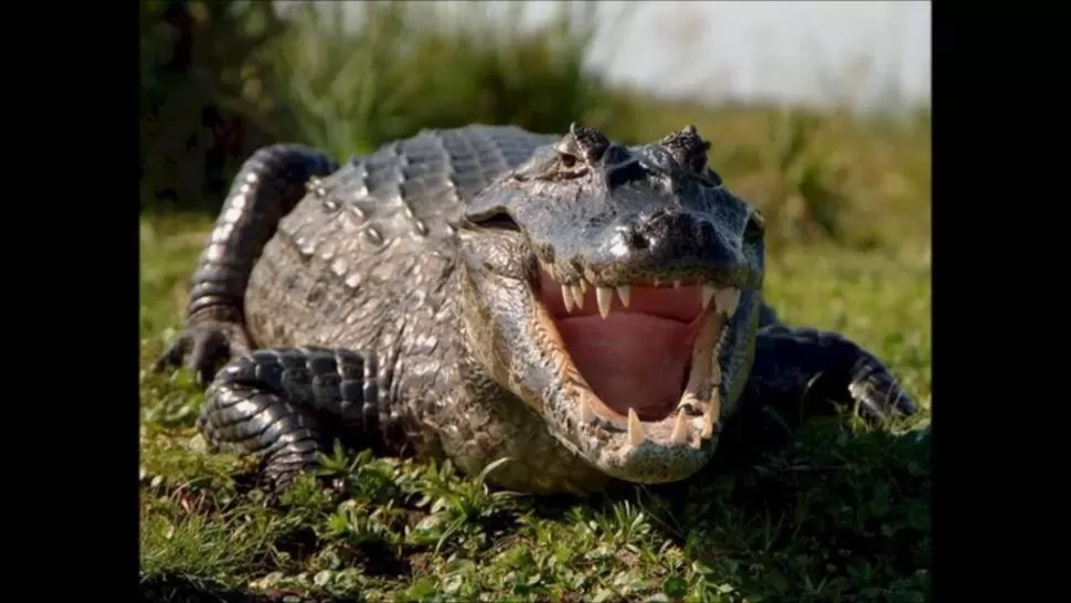 HOCICO ANCHO. El “Caiman latirostris” se llama también yacaré overo.  