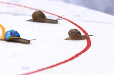 Insólito: en Inglaterra celebraron un campeonato de carreras de caracoles