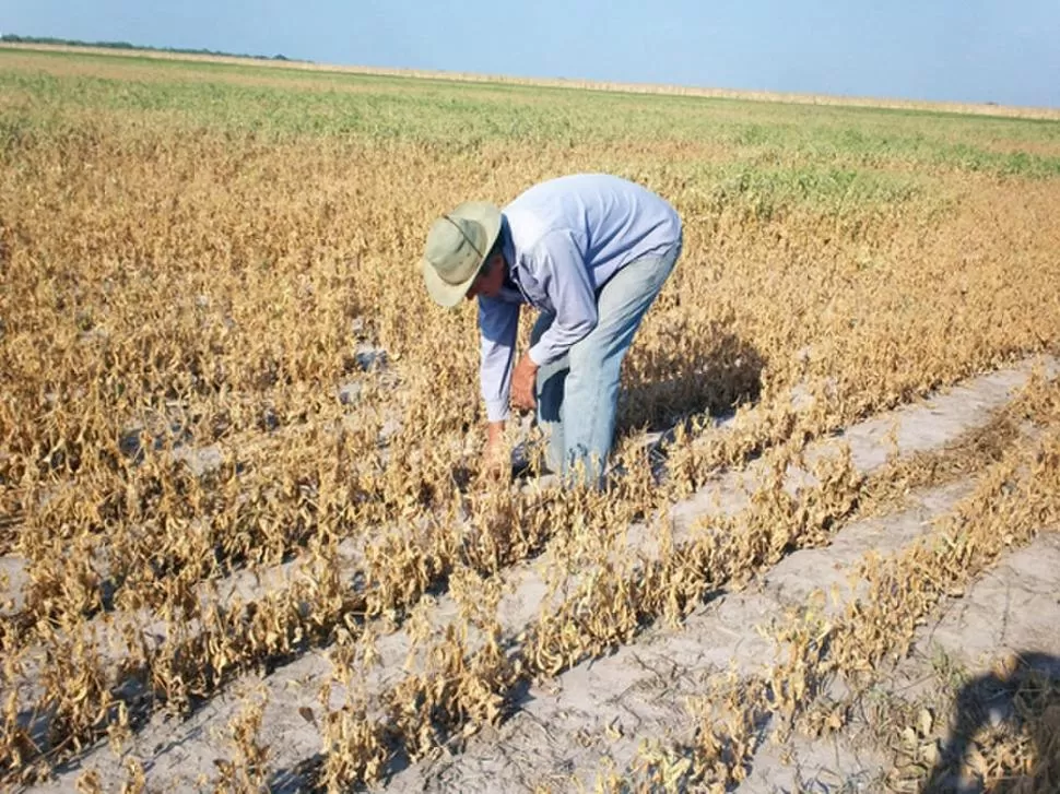 EN PICADA. La sequía provocó la caída de los rindes de la cosecha gruesa. archivo