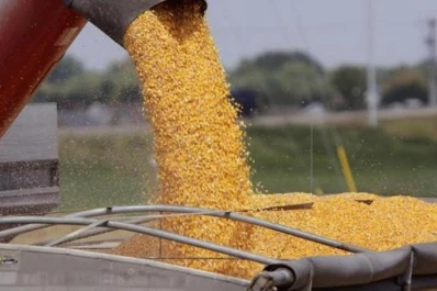 La carencia de agua afectó el desarrollo de los maíces en el Sur