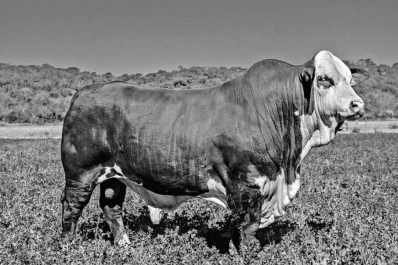 “La Asunción” celebra 75 años y su XXXVIII Remate Anual