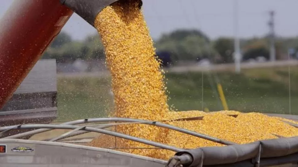 DISCONFORMES. No es muy buena la calidad del grano cosechado en el Este. 