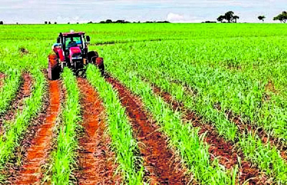 A CAMPO. Los visitantes hablarán sobre la importancia de la caña de azúcar. ARCHIVO LA GACETA