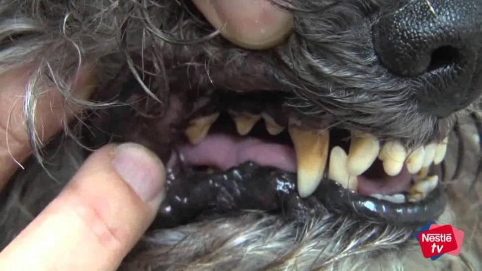 Por qué tenés que lavarle los dientes a tu mascota